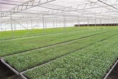 宁夏:红色六盘沃野 冷凉蔬菜腾飞